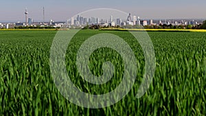 farming and nature in front of the skyline of frankfurt germany