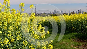 farming and nature in front of the skyline of frankfurt germany
