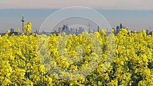 farming and nature in front of the skyline of frankfurt germany