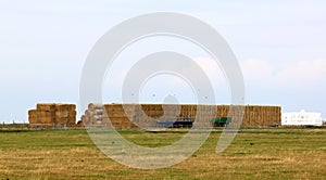 Farming near KnÃÂ¤vÃÂ¥ngen, Falsterbo, Sweden