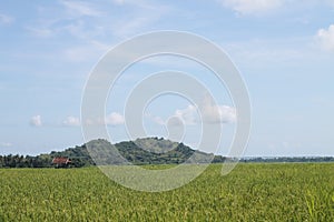 Farming is one of Indonesia& x27;s livelihood photo