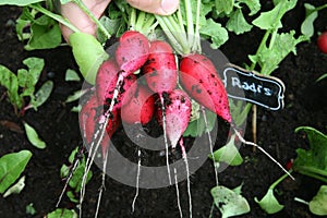 Farming Organic Permaculture Garden Radishes Harvest. Market Vegetables Countryside aesthetic.