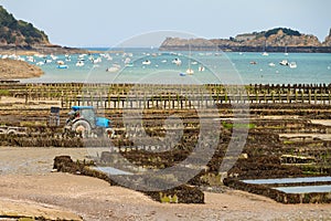 Farming oysters in Cancale