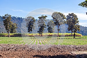 Farming in the provinces near the mountains