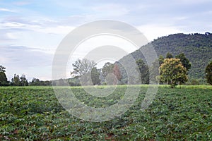 Farming in the provinces near the mountains and cassava plant