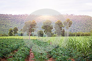 Farming in the provinces near the mountains and cassava plant