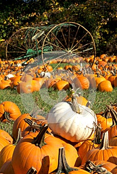 Farming Pumpkins