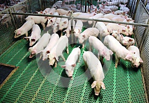 Farming raising and breeding of domestic pigs