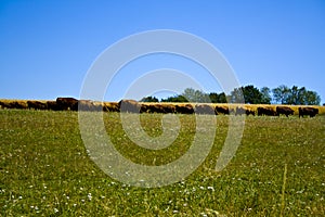 Farming Ranch Angus and Hereford Cattle in Bavaria, Germany