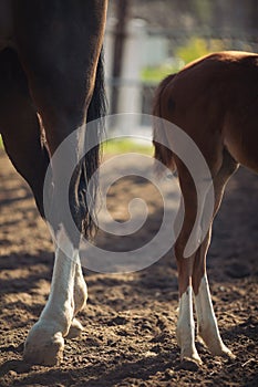 farming ranch horse foot herd. Horse hoof close up.