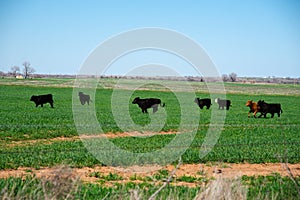 Farming and ranching black Angus cattle cows cattle to horizontal line, rural North Texas area, large green grass field meadow