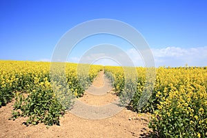 Farming of  Rapeseed oil seed