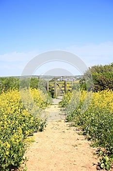 Farming of  Rapeseed oil seed