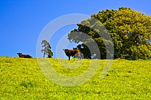 Farming red ruby devon cattle