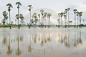 Sugar palm rice field in the water