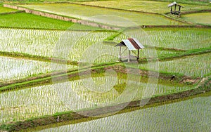 Farming season - top view green rice fields and cottages in Thailand