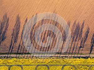 Farming. Shadow of trees. Aerial photography