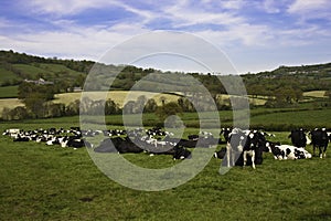 Farming in somerset cattle