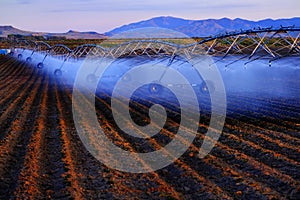 Farming Sprinklers in Field Irrigation and Watering of Crops Pivots Pivot Lines