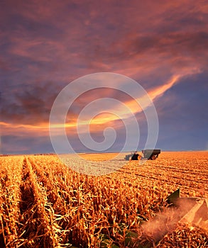 Farming at sunset