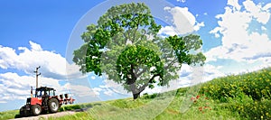 Farming tractor and big green tree