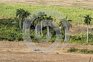 Farming under palmtrees on Cuba