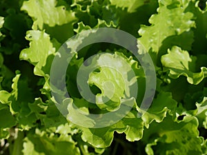 Farming vegetables. Organic and healthy. Closeup photo