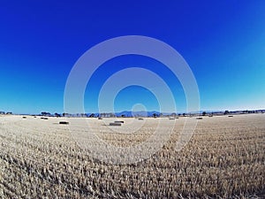 Farming, wheats field