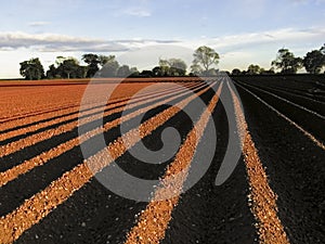 Farmland photo