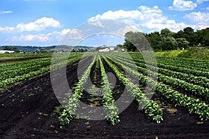 Farmland photo