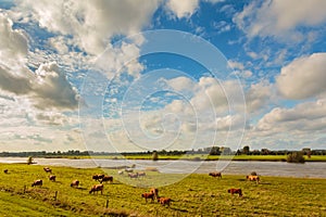 Farmland alongside the Dutch river IJssel