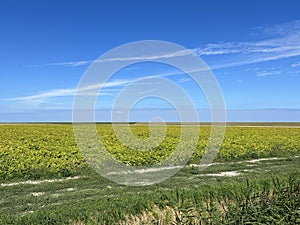 Farmland around Oudebildtzijl