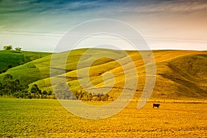 Farmland in Australia