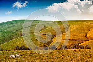 Farmland in Australia photo