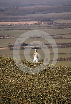 Farmland The Barton Hills Bedfordshire photo