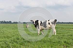 Farmland with black and white cow, the Netherlands photo