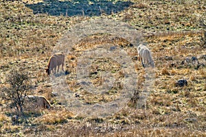 Farmland with bulls