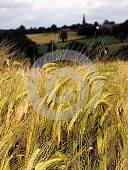 Farmland with cereal crops