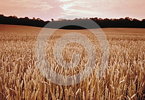 Farmland with cereal crops