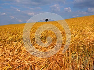 Farmland with cereal crops