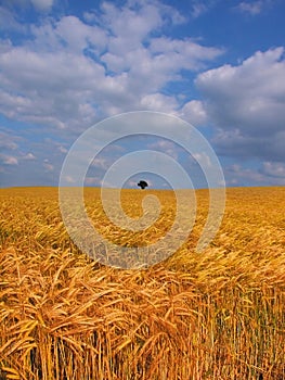 Farmland with cereal crops