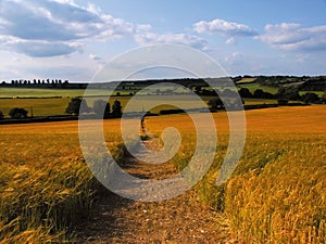 Farmland with cereal crops