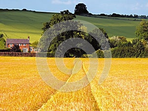 Farmland with cereal crops