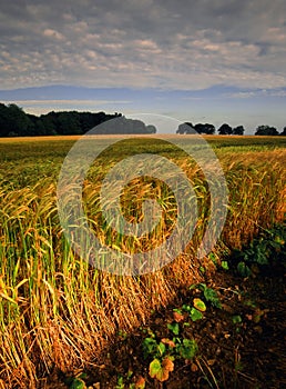 Farmland with cereal crops