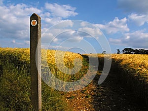 Farmland with cereal crops