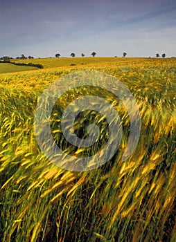 Farmland with cereal crops