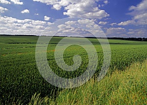 Farmland with cereal crops photo