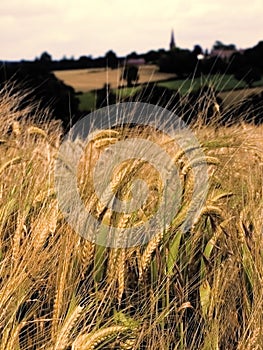 Farmland with cereal crops