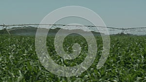 Farmland with corn ripening in the summer sun