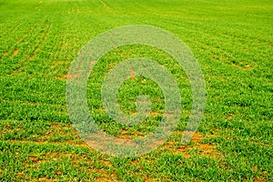 Farmland covered by green grass in spring, focus on the plants in the front of the image.